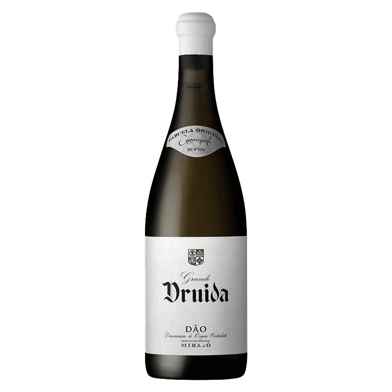 Great White Crossed Druida 2022